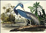 John James Audubon Louisiana Heron painting
